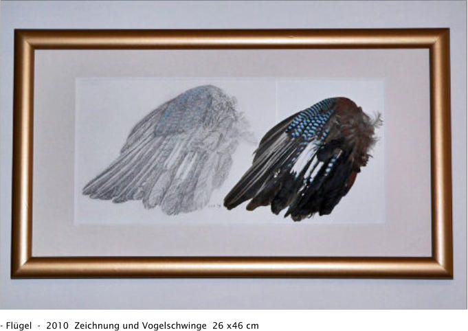- Flügel  -  2010  Zeichnung und Vogelschwinge  26 x46 cm
